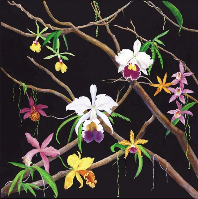 orchids, orchids on branches